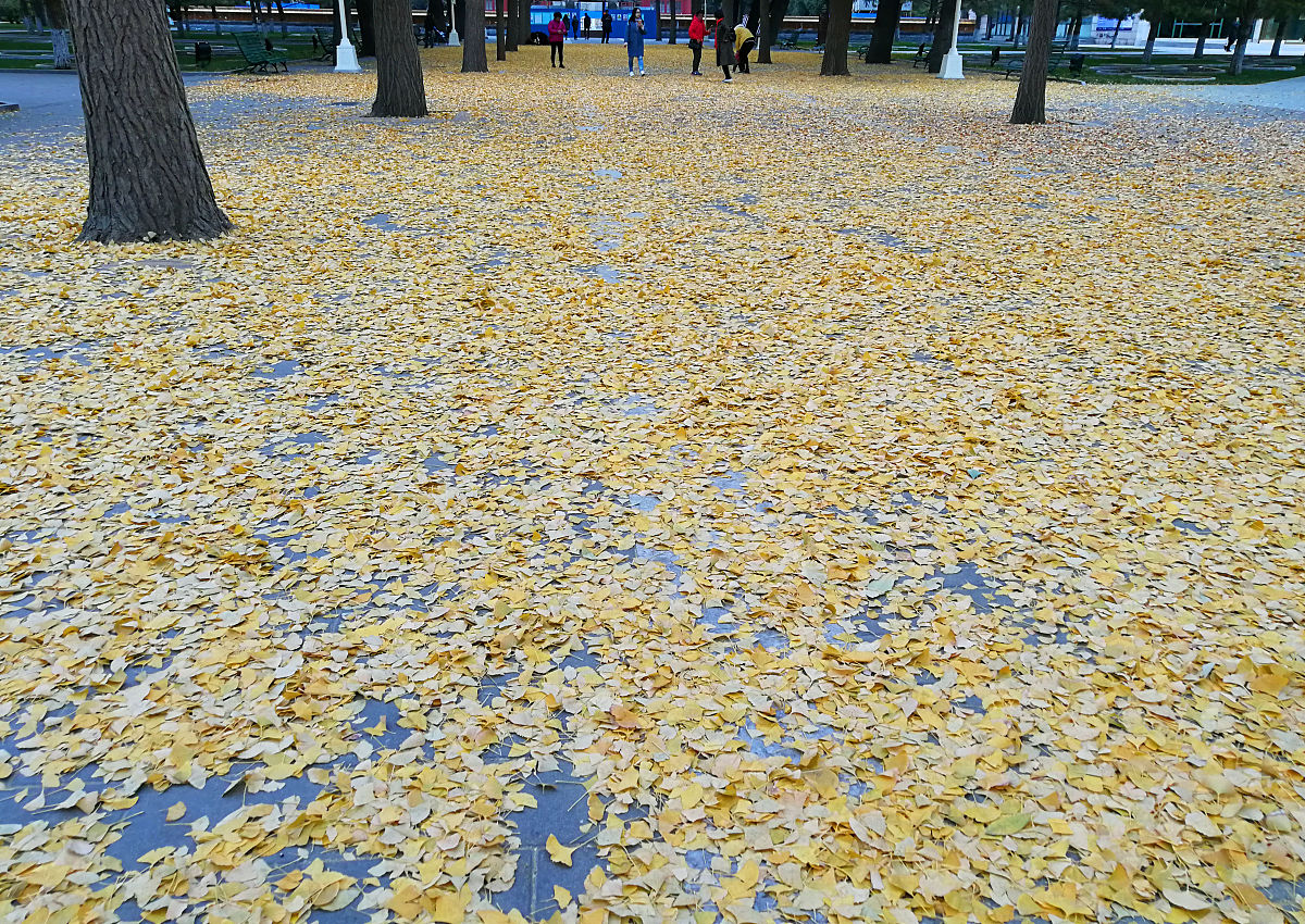2018年11月15日,正值初冬时节,北京刮起偏北风,中山公园银杏大道落满