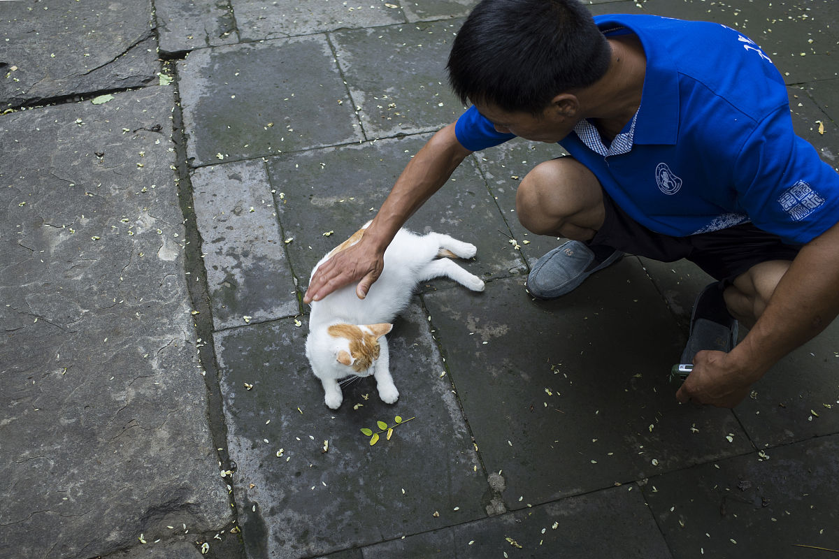 无人机自主投喂流浪猫狗：科技助力动物福利