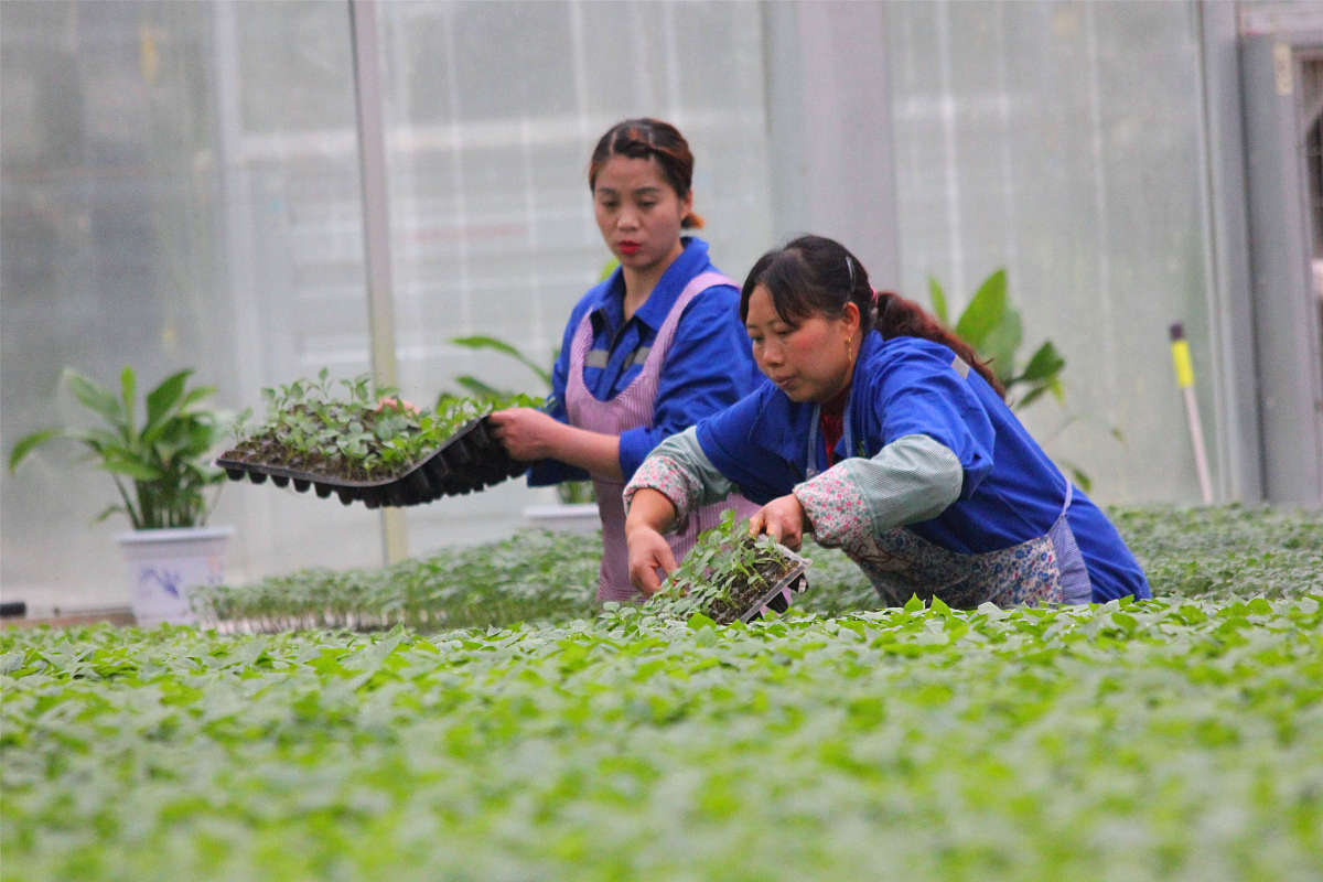 乐山医药科技学校中草药种植专业简介