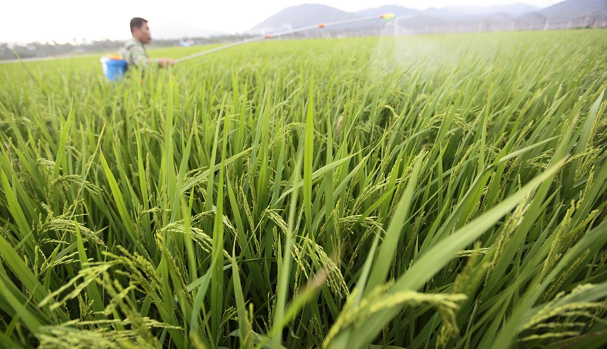岚皋县水稻常见病虫害发生现状及防治措施研究