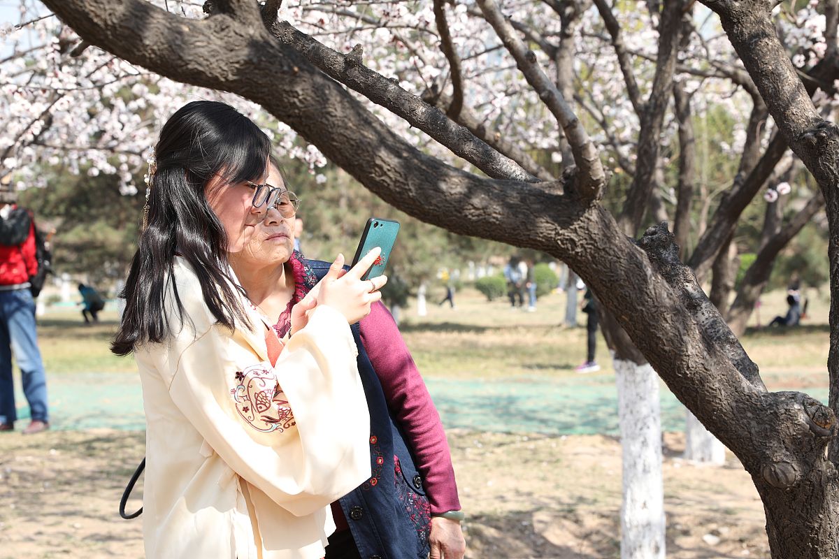 2019年3月16日,西安大明宫国家遗址公园太液池岸边的杏花进入盛花期,