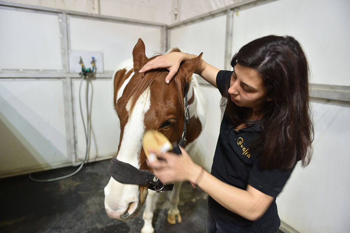 2018年2月7日,加拿大舞台秀《cavalia·舞马》在南京揭开神秘面纱,来