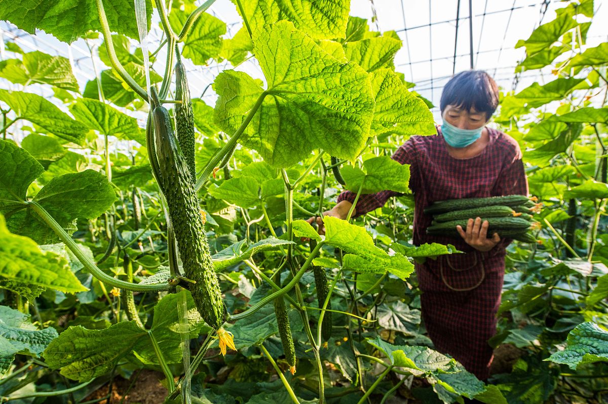 丝瓜打顶技巧：2000字详解提高产量的方法