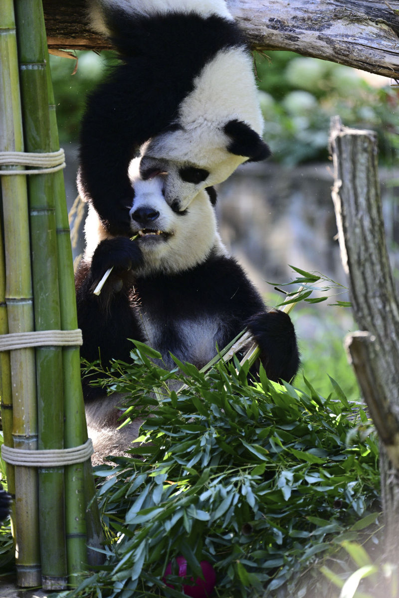 请提供广州动物园游玩路线