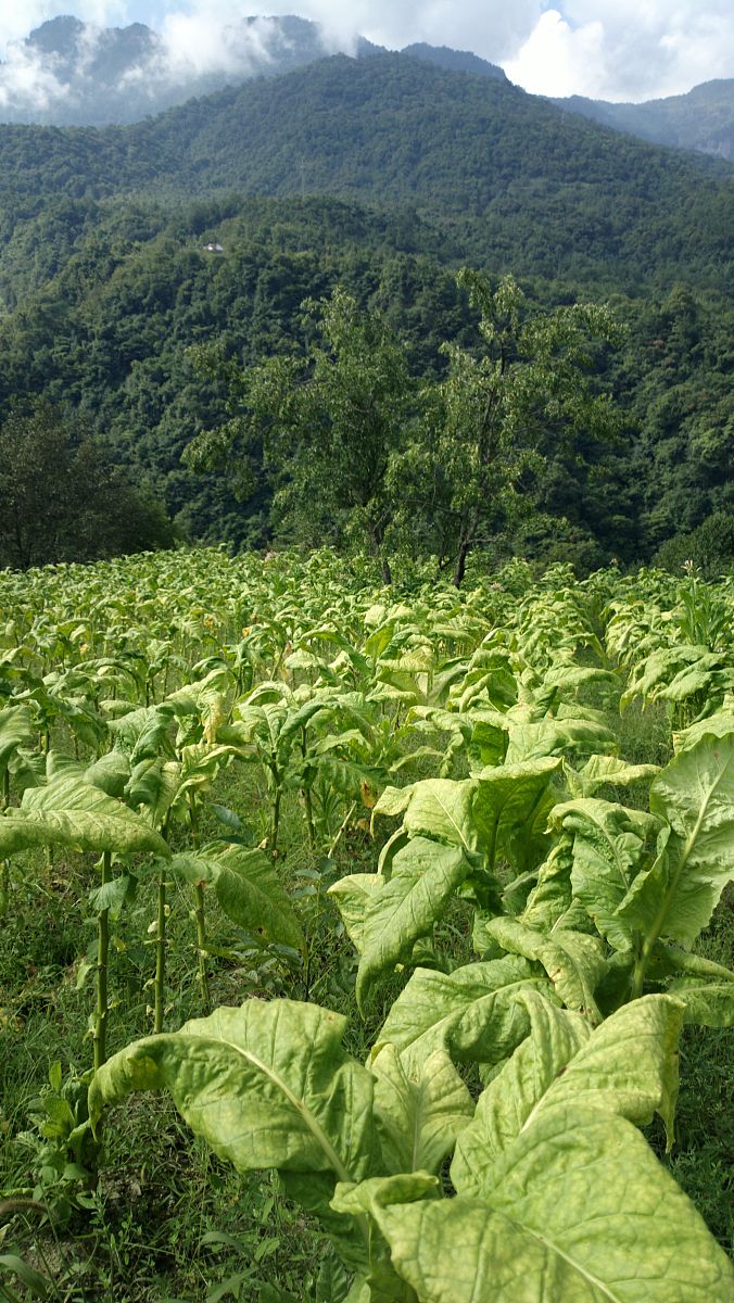 黔西南民族职业技术学院烟草栽培技术怎么样招生对象是啥