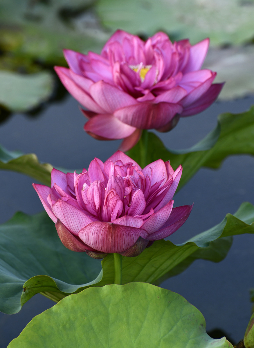 请帮我写1篇650字博客文章主题是：芙蓉花花语
