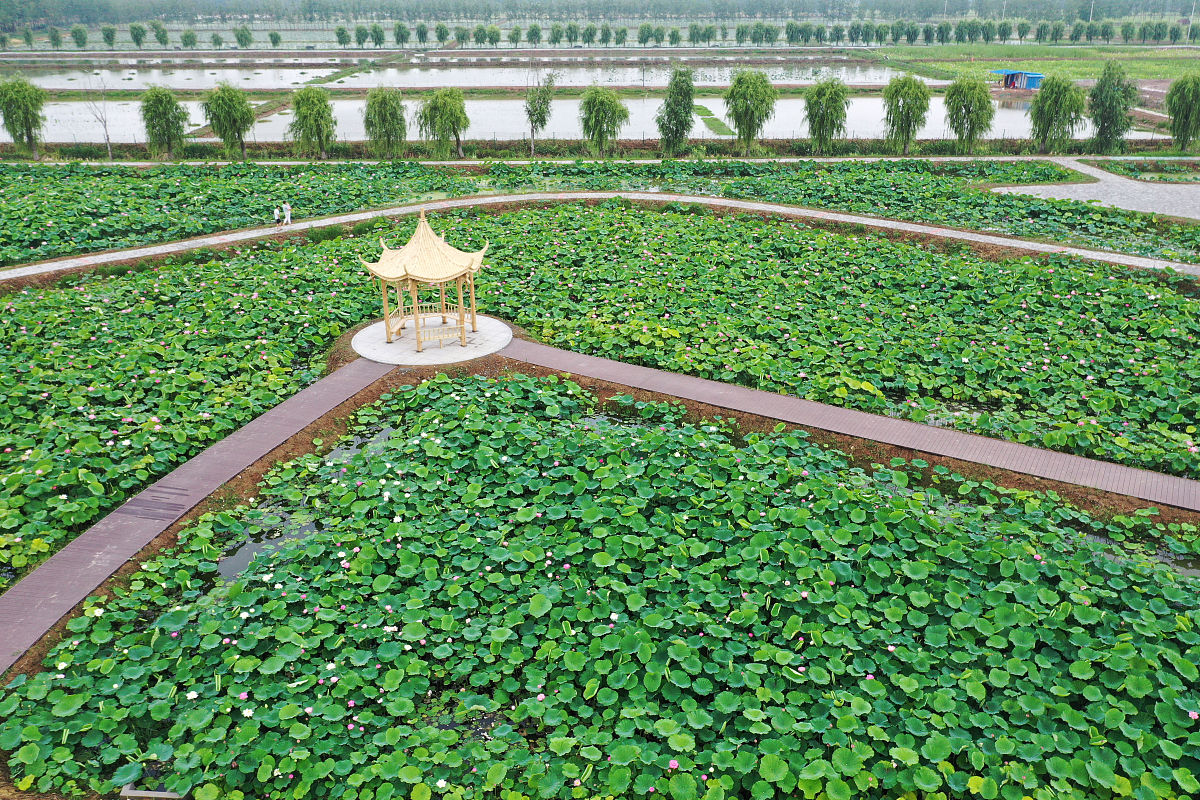 菏泽清菏园为什么以农业为主