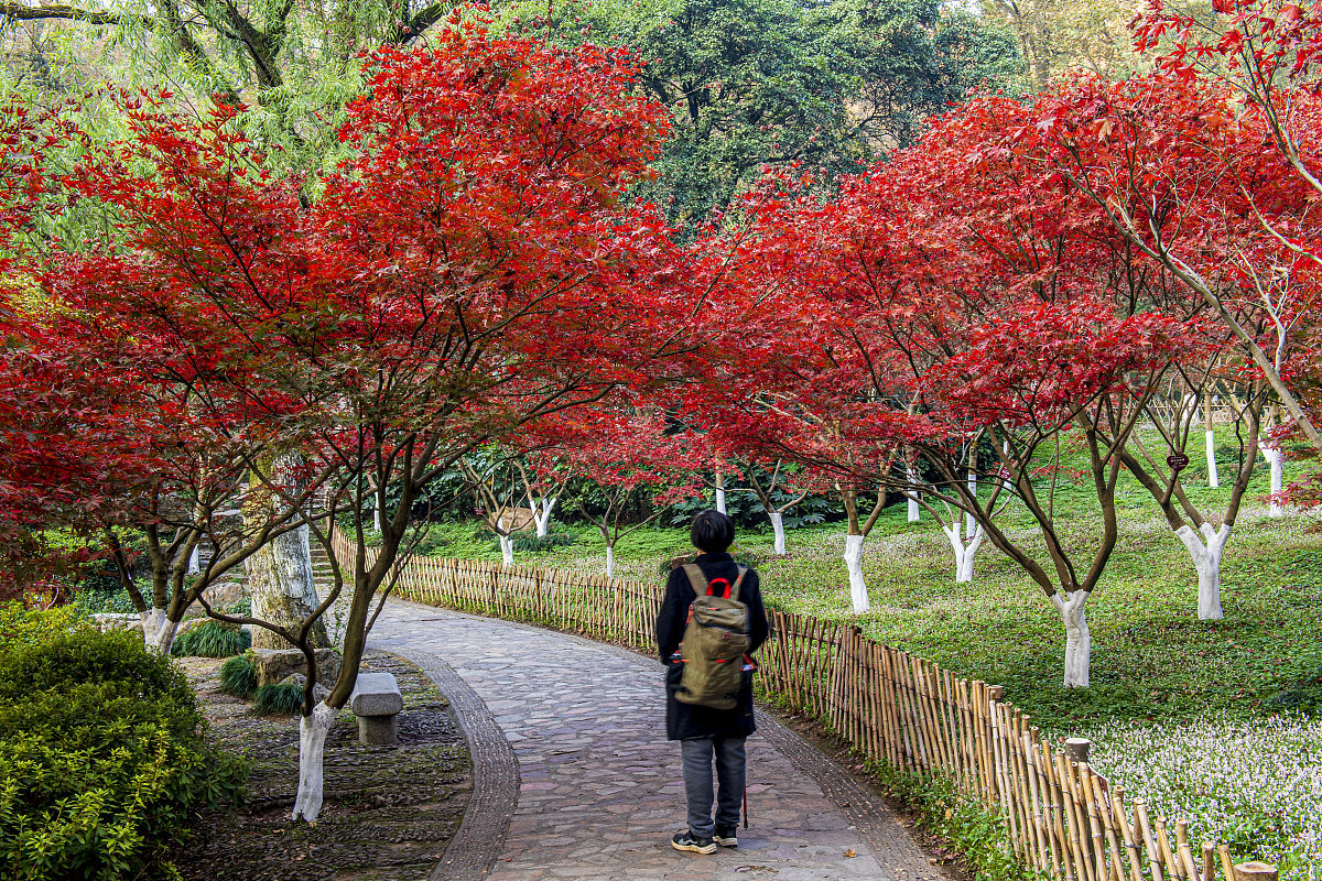 论述延安城市园林彩叶树种选择中存在盲目引种忽略生态平衡的问题。