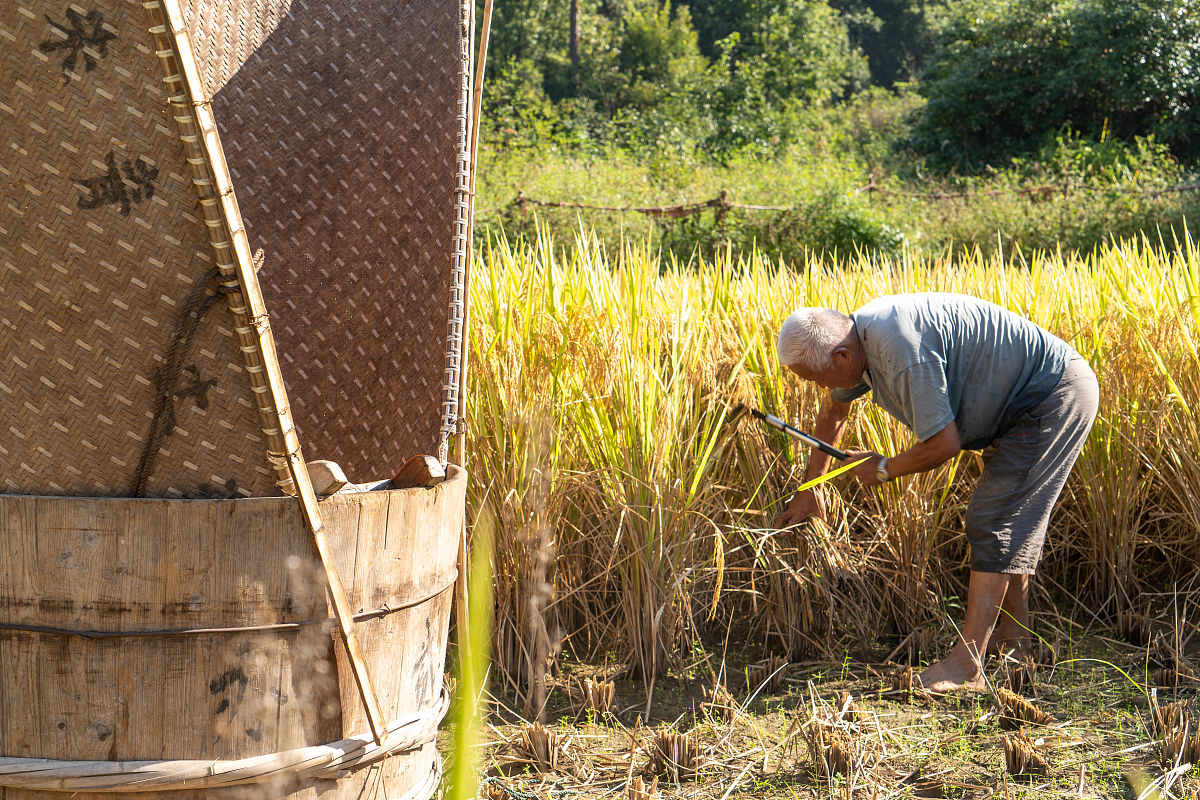 割谷子：传统农耕的秋季收割过程