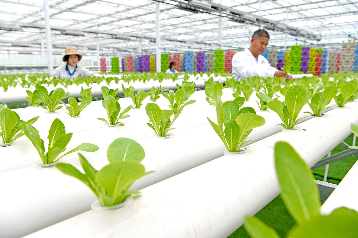 中国蔬菜种业企业创新能力不足 要求：1000字的论述，不分段，有举例