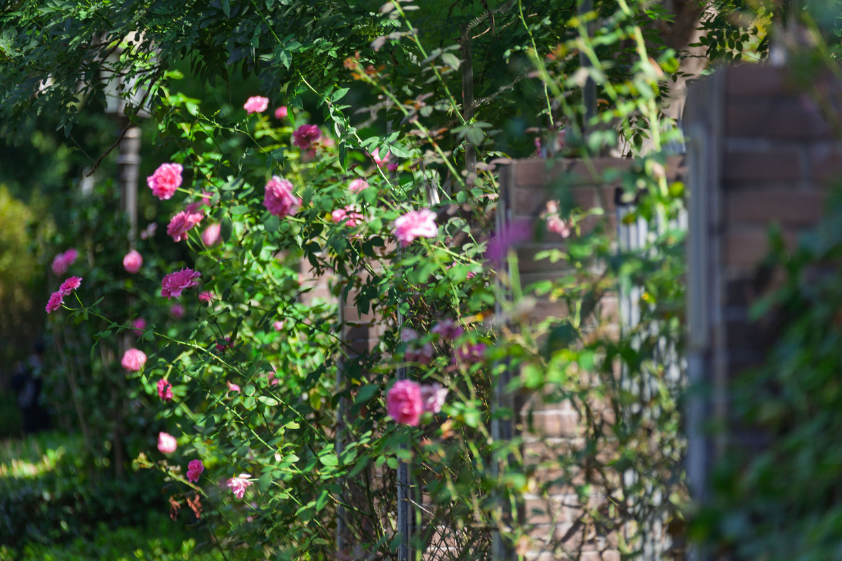蔷薇今又开花香总在春深处！
