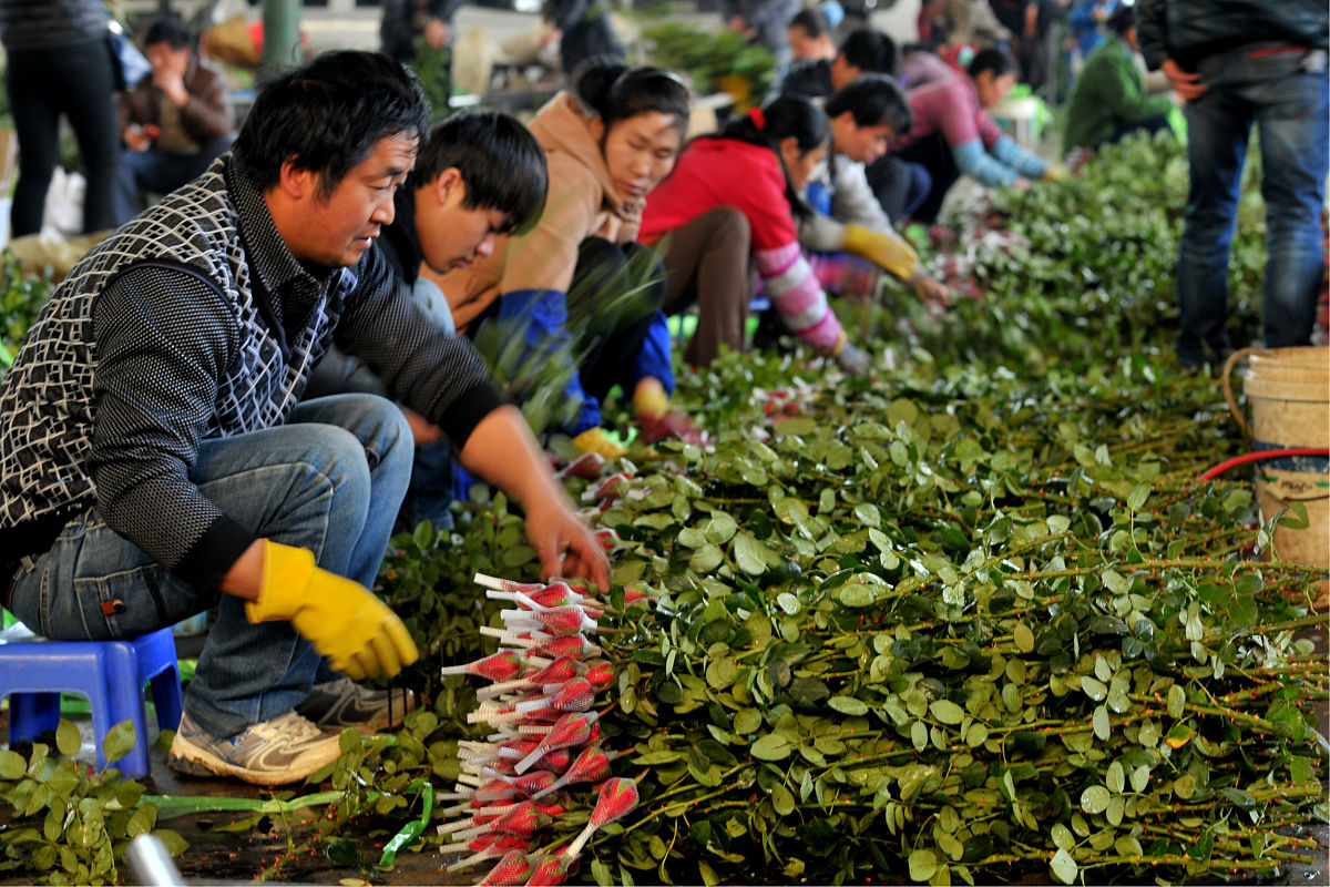 云南鲜花：打造文化名片，推动产业升级，迈向世界一流