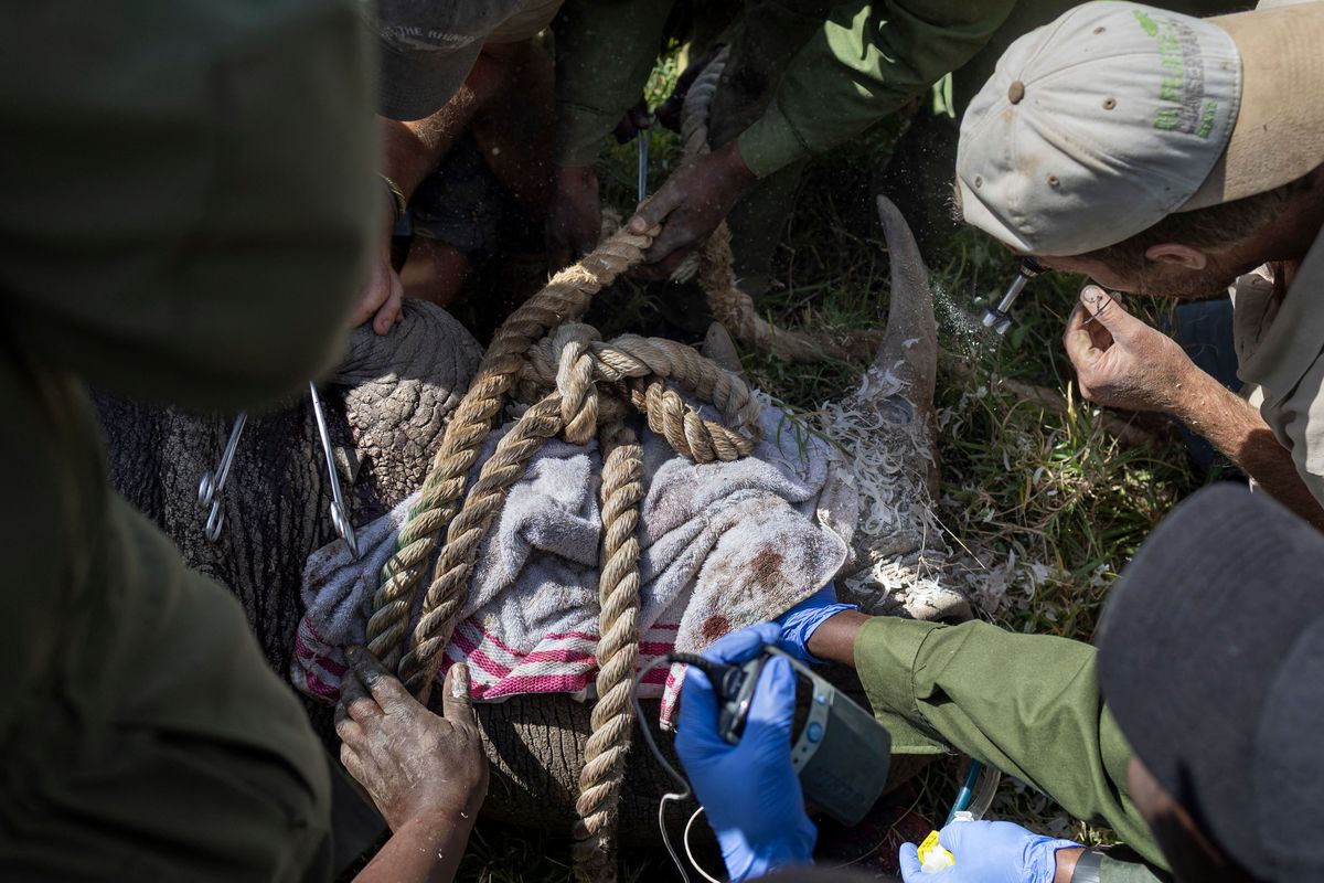 说说最近尼日尔放生的事件