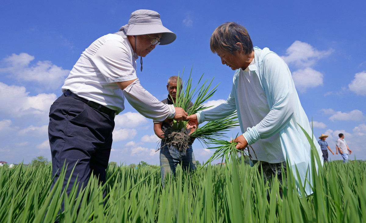 下杜村科技助农情况调研实施方案 - 现状分析与发展策略
