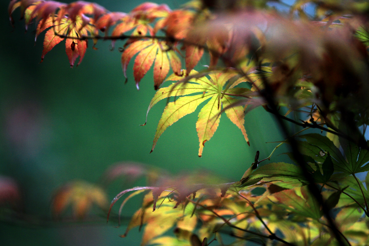 秋雨散文诗：描写秋雨的宁静与美好