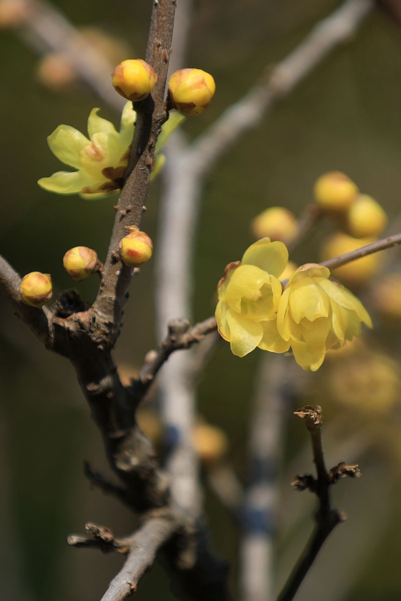 蜡梅与腊梅的区别在于哪里1500字