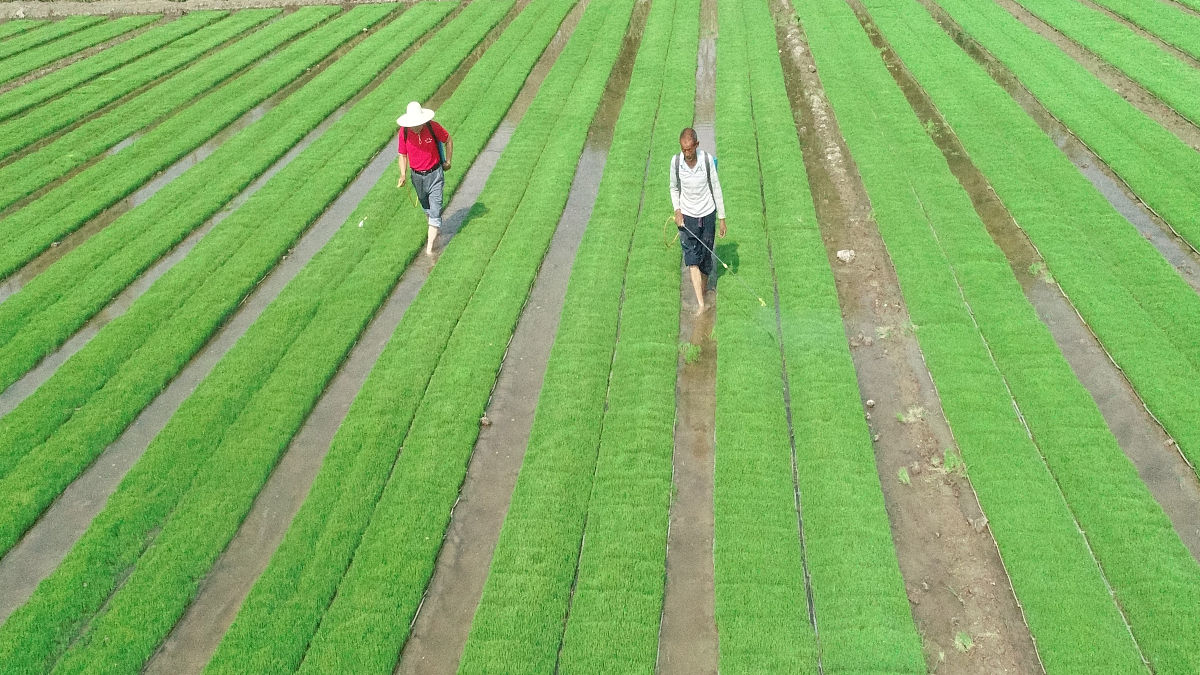 种田指南：从土壤管理到病虫害防治，全面解析种植技巧