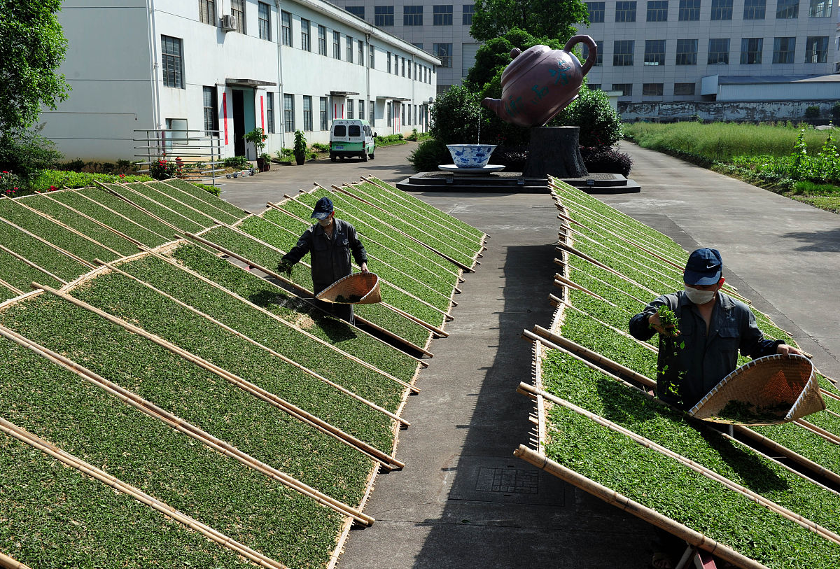 镇宁民族职业技术中学茶叶生产加工技术专业怎么样？就业前景如何？