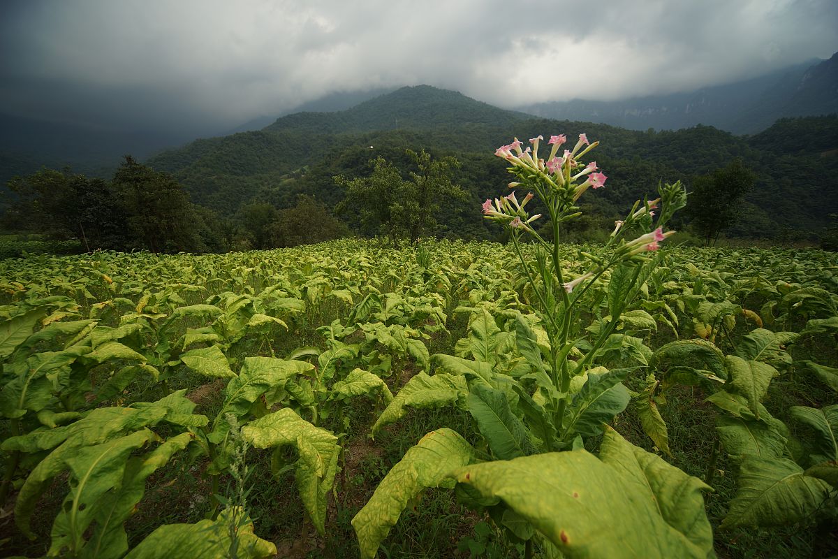 黔西南民族职业技术学院烟草栽培技术怎么样招生对象是啥
