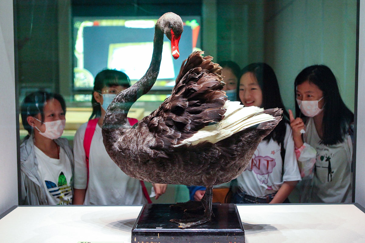 2021年6月22日,观众在江苏常州博物馆参观"腾飞之龙——从龙到鸟的演