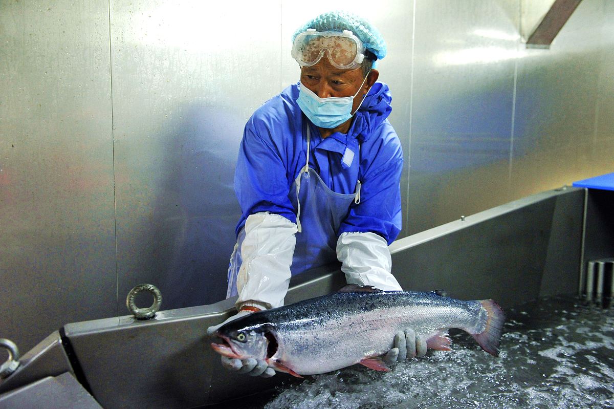 续写一、引言介绍三文鱼的背景和重要性概述论文内容和结论。