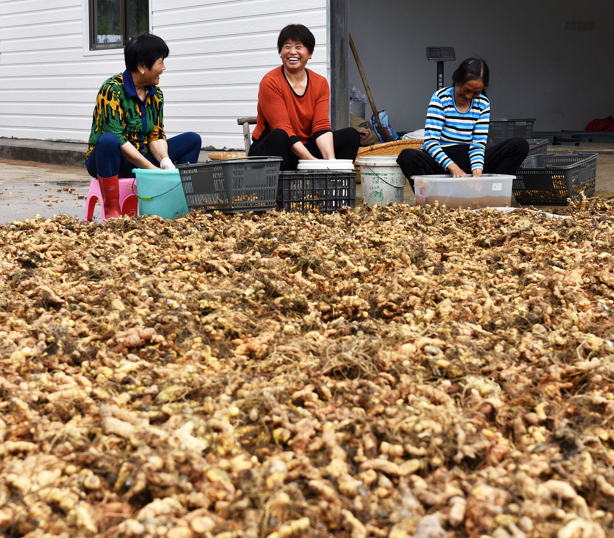 怎么样把一年的实心白术烘制成峰窝状的干白术。