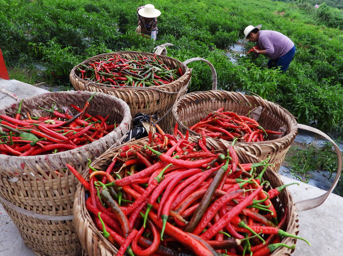 杭州辣椒批发市场大全：寻找优质辣椒货源