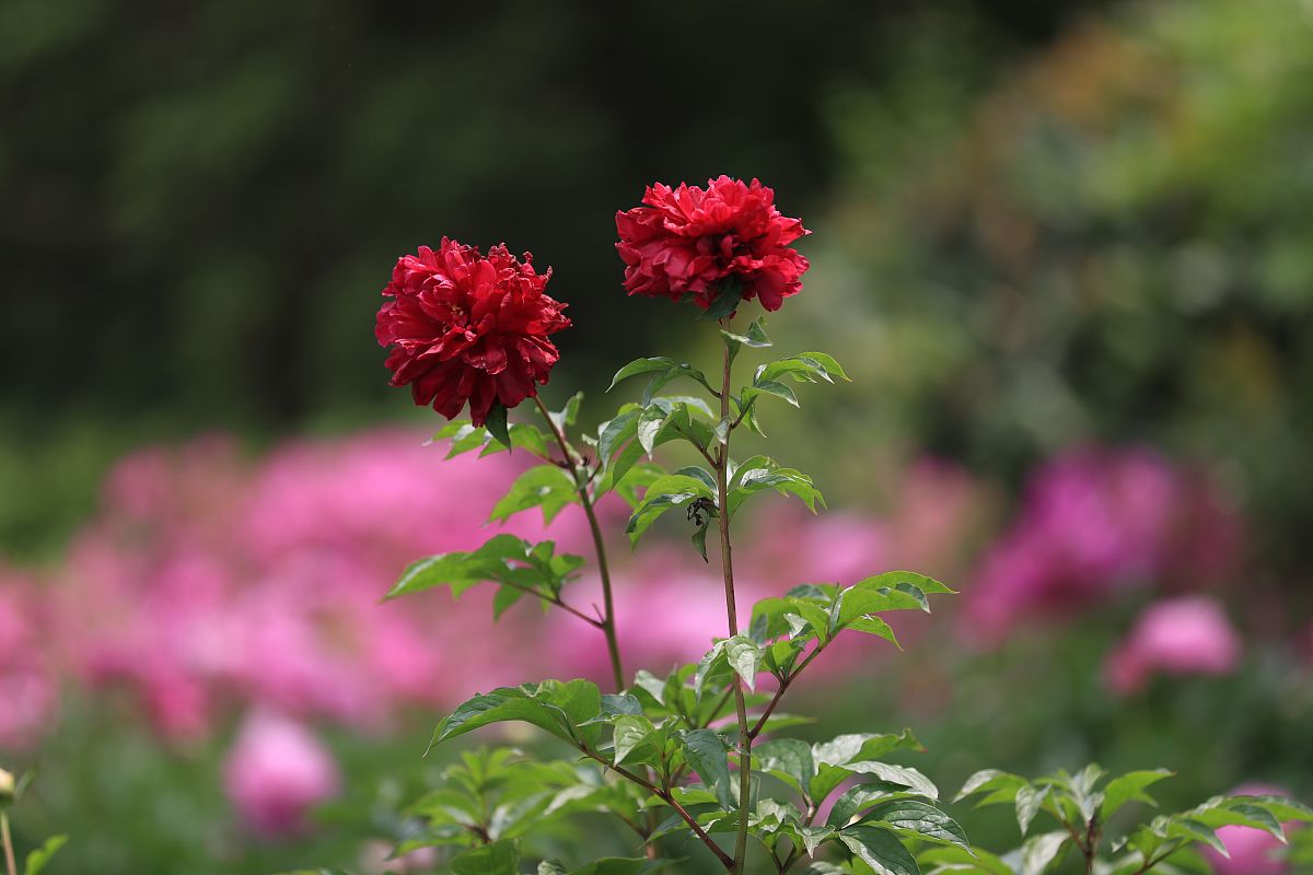 2021年4月28日,正值烟花三月下扬州的时候,江苏扬州瘦西湖风景区内的