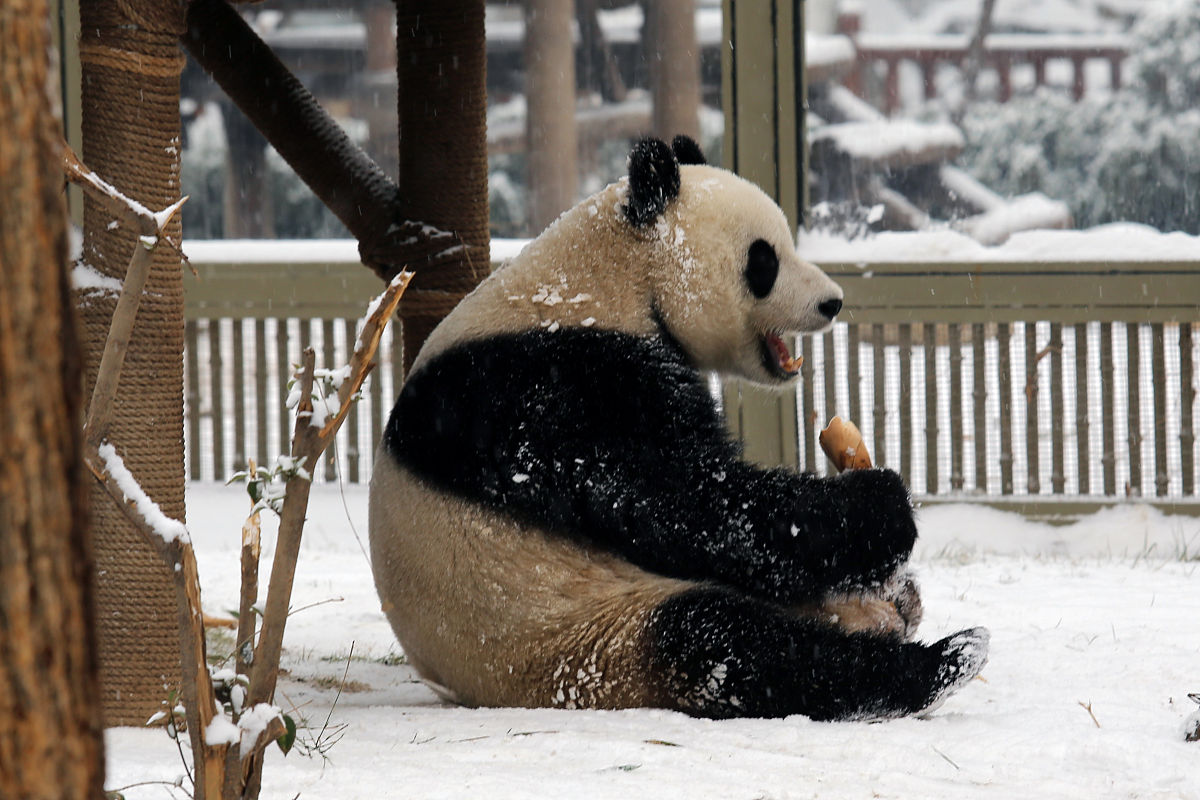 难忘的大雪清晨：小学生的雪地冒险