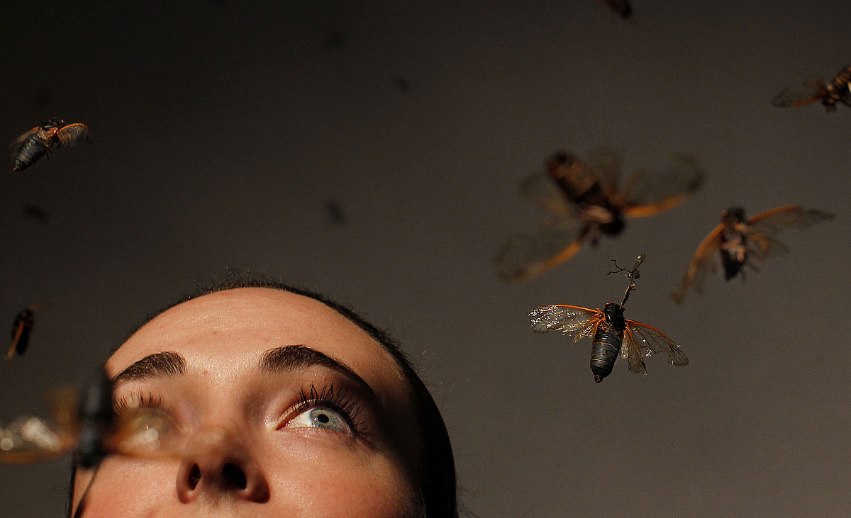 17 年地下潜伏，17 天空中飞翔：揭秘最懂数学的金蝉！