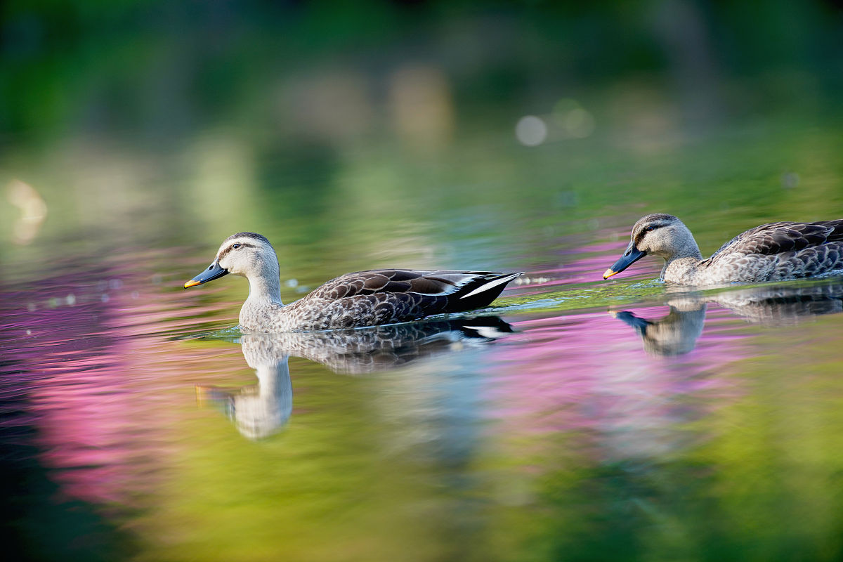 30字抖音文案：美景分享，带你感受青山绿水