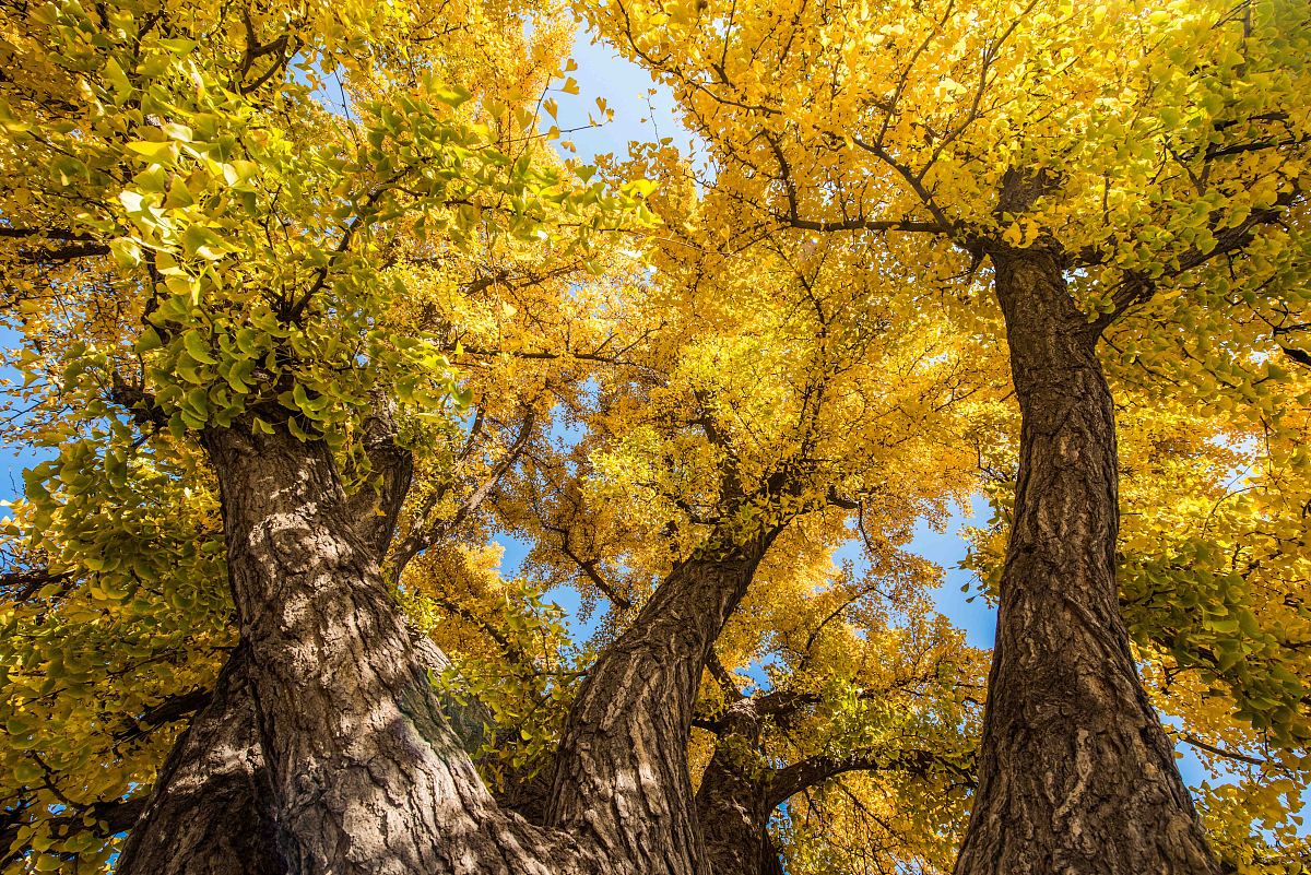 潍坊护理职业学院口腔医学专业就业前景怎么样? 潍坊护理职业学院口腔医学专业就业前景怎么样?