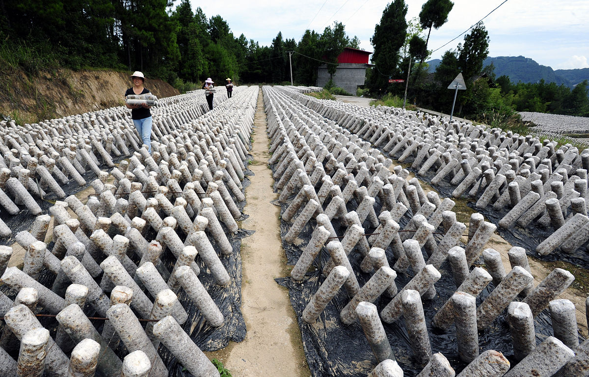 牡丹江鹿茸菇和黑木耳全年生产优势分析：资源环境、天时地利人和及能耗问题