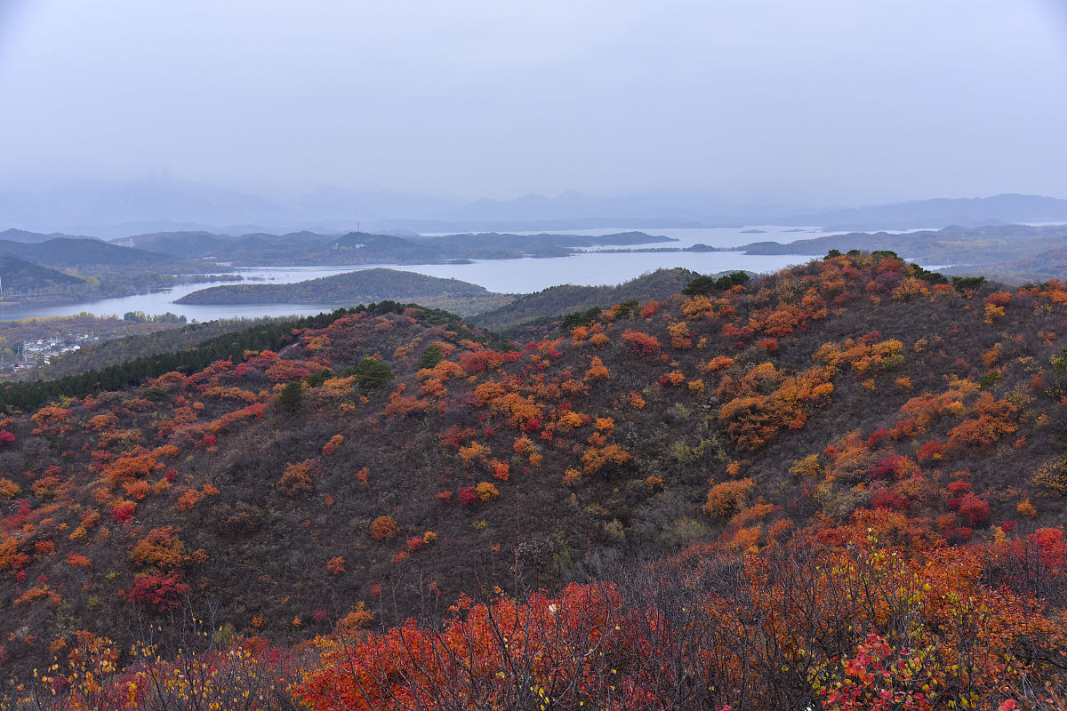 2019年11月2日,北京秋雨落落洒洒,密云水库地域黄栌红叶红似火,满山层