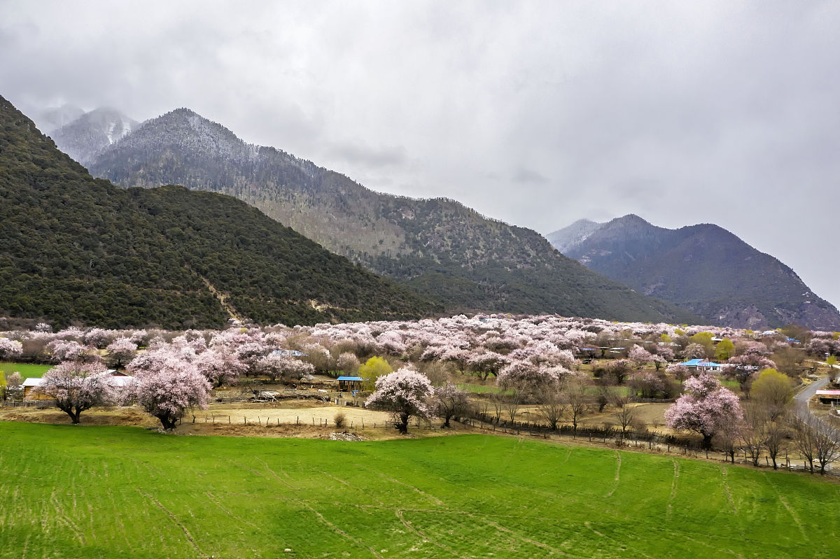 2021年4月1日,西藏林芝波密,桃花沟桃花盛开.(如下载使用,请务必署名 