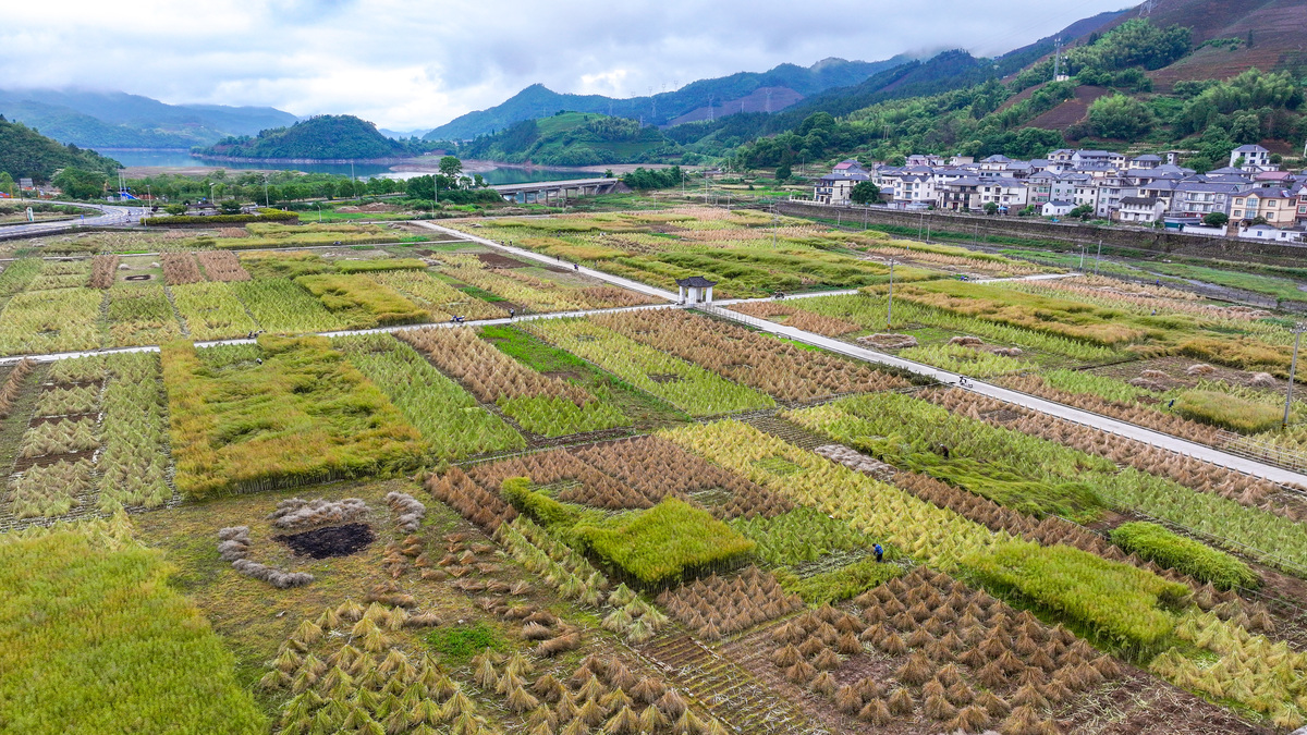 乡村振兴战略：全面推进农村现代化和农民富裕