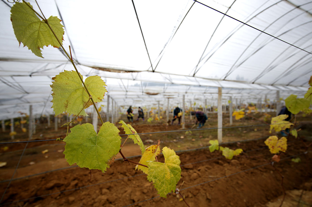 葡萄怎样抹芽 葡萄抹芽的方法