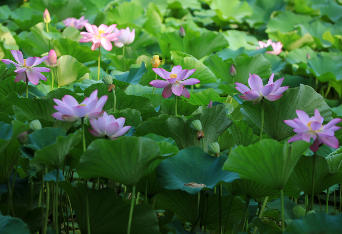 30字赏荷花美景：碧绿池塘，粉色花瓣，清香扑鼻