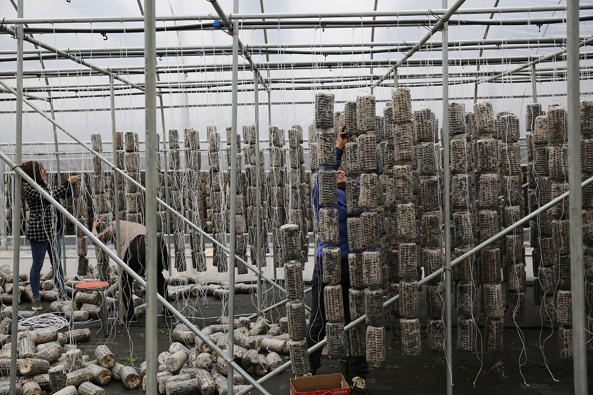 用以下内容文章要有标题【产品名称】美菇力五菌金龟肽【配料表】龟肽粉、茯苓粉、枸杞粉、麦芽糖、蛹虫草粉、姬松茸粉、香菇粉、灰树花粉、显齿蛇葡萄叶粉、微晶纤维素、硬脂酸镁【产品规格】05g片【食用方法与食用量】每次1~2片每日2次【不适宜人群】孕妇、婴幼儿、儿童、食用真菌过敏者【保质期】24个月【贮藏方法】密封、置通风干燥处【生产许可证号】SC12742112600016【执行标准】SBT1