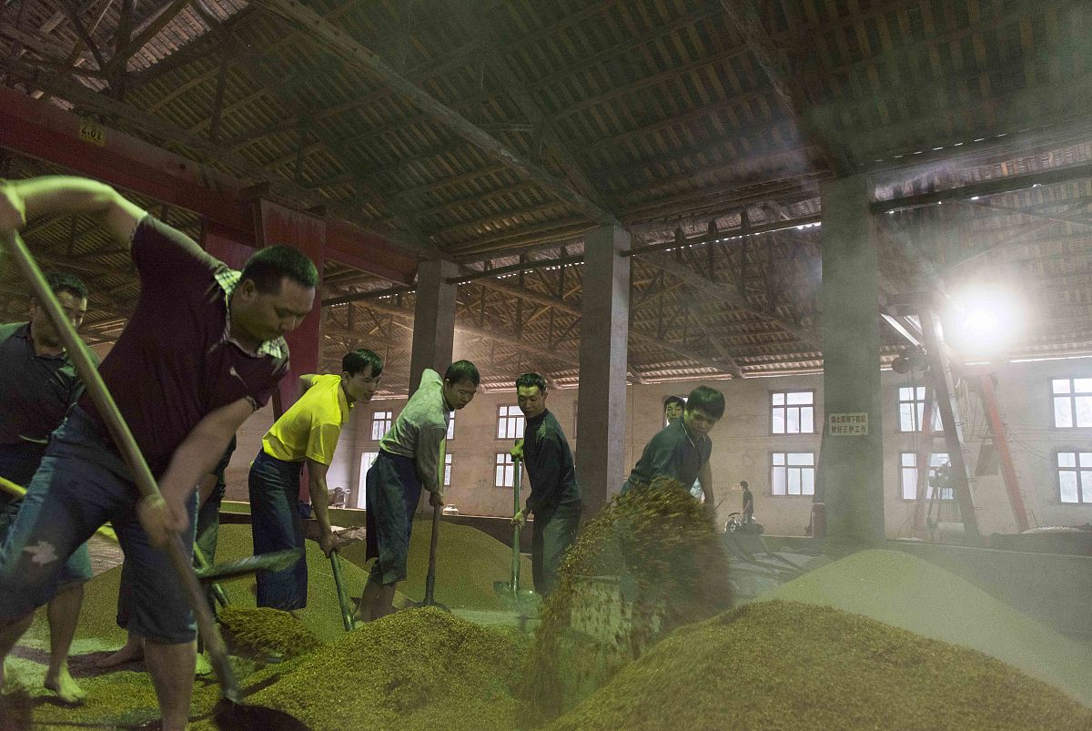 酿酒过程中高粱的开口率