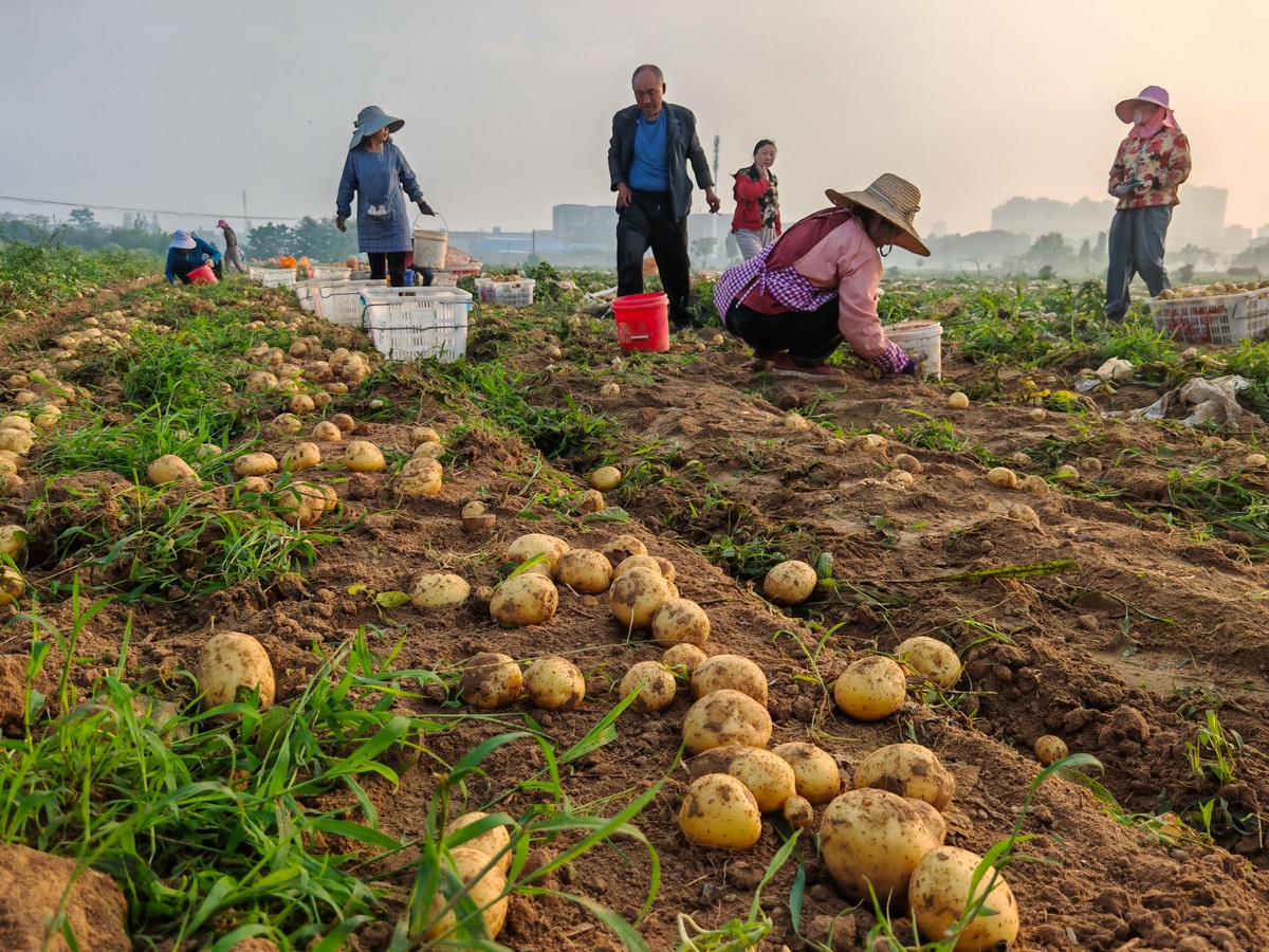 地瓜经济越耕越甜 浙江在实现共同富裕上探路先行写10条评论