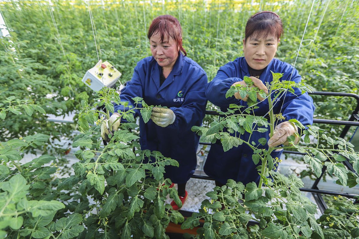 汉中职业技术学院中草药栽培与加工技术专业：学习内容及就业前景