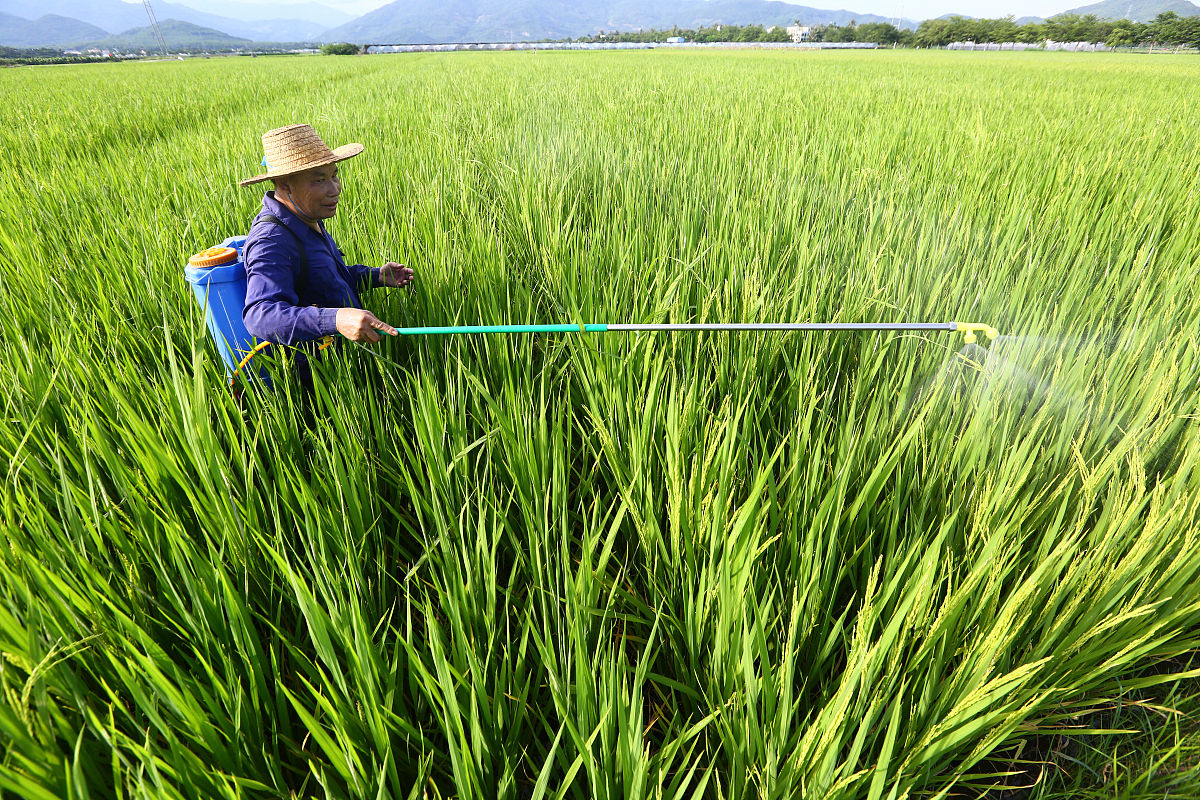 小麦虫害发生特点及防治策略研究：保障粮食安全的重要课题