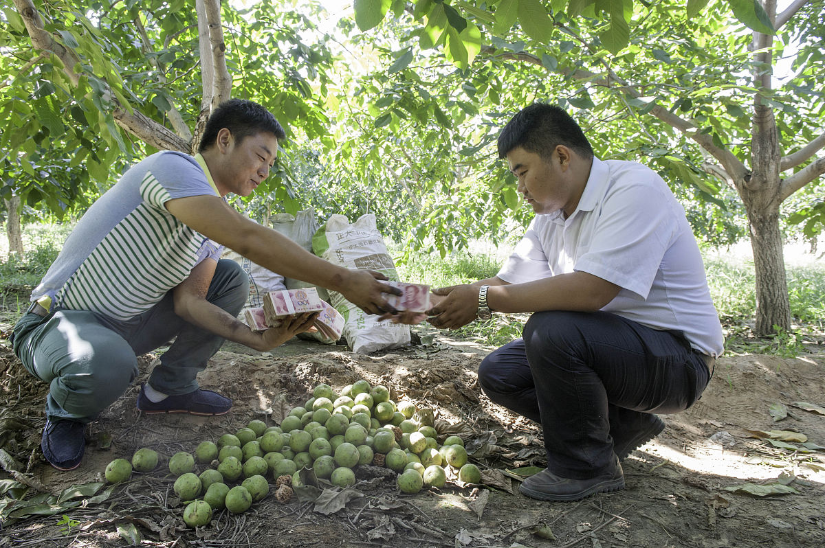 商洛核桃产业发展困境：产业链不完善问题探究