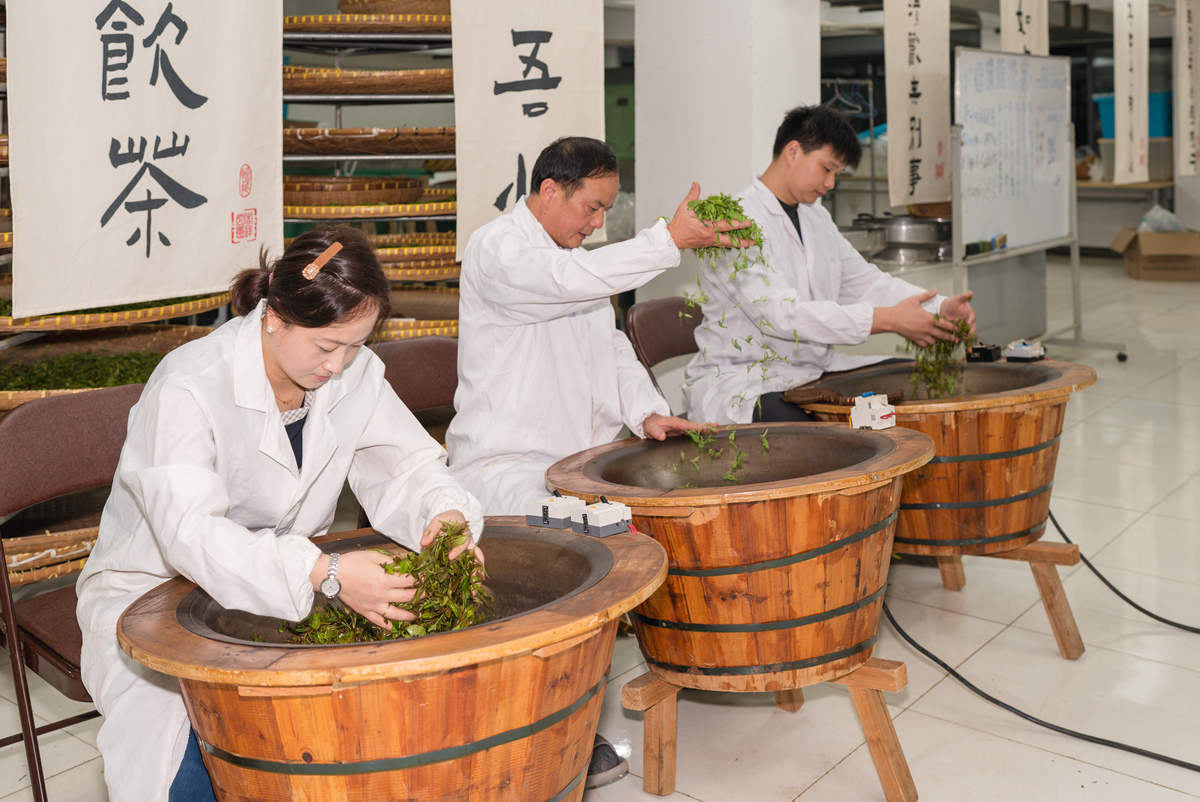 安化黑茶好做吗