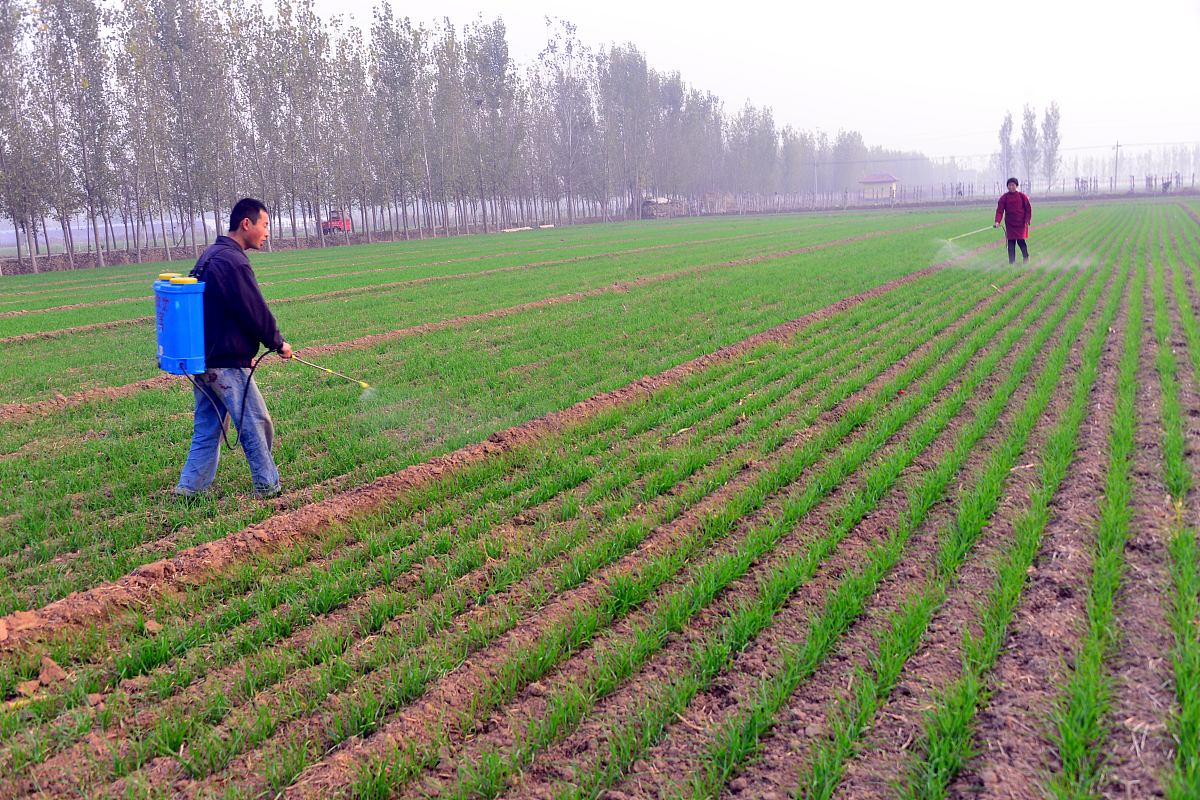 除草剂可以通过阻断植物的代谢和抑制植物生理过程两种途径杀死杂草阻断代谢通过破坏植物的光合作用、各种酶、类酯、氨基酸、蛋白质、色素等方式；
