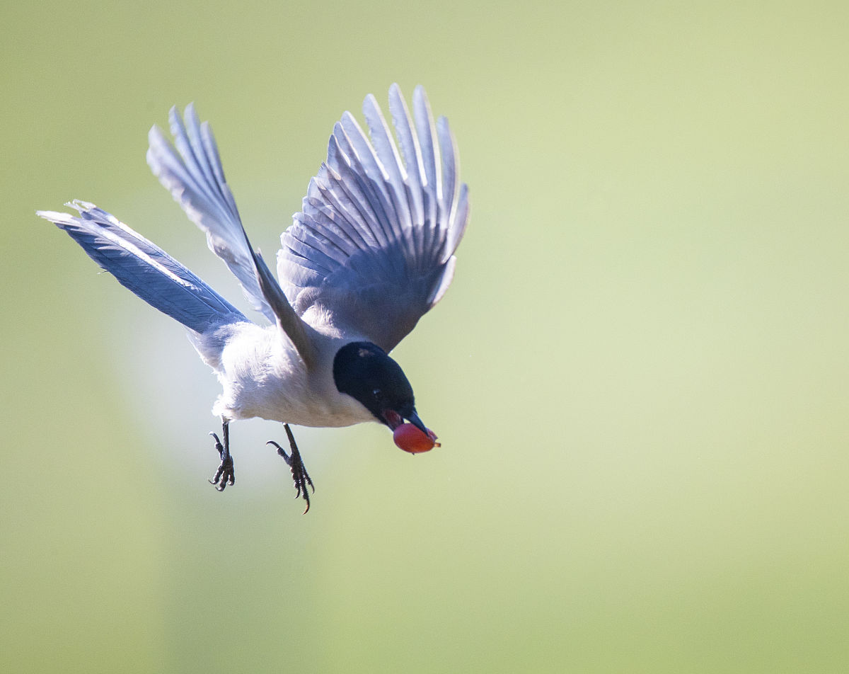 你现在扮演语文老师，解析这道题：“树和喜鹊”的平舌音汉字有哪些？
