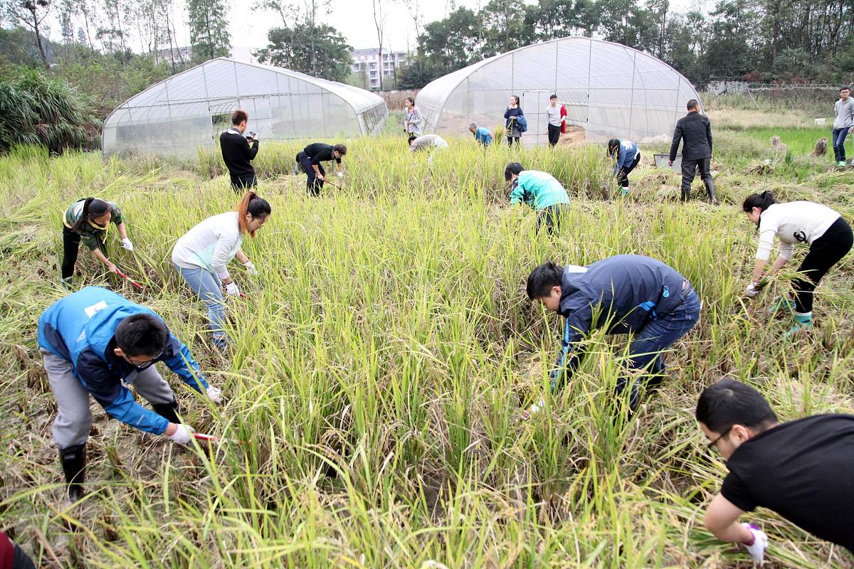 成都技校哪家强？成都市职业技能鉴定中心实力领跑