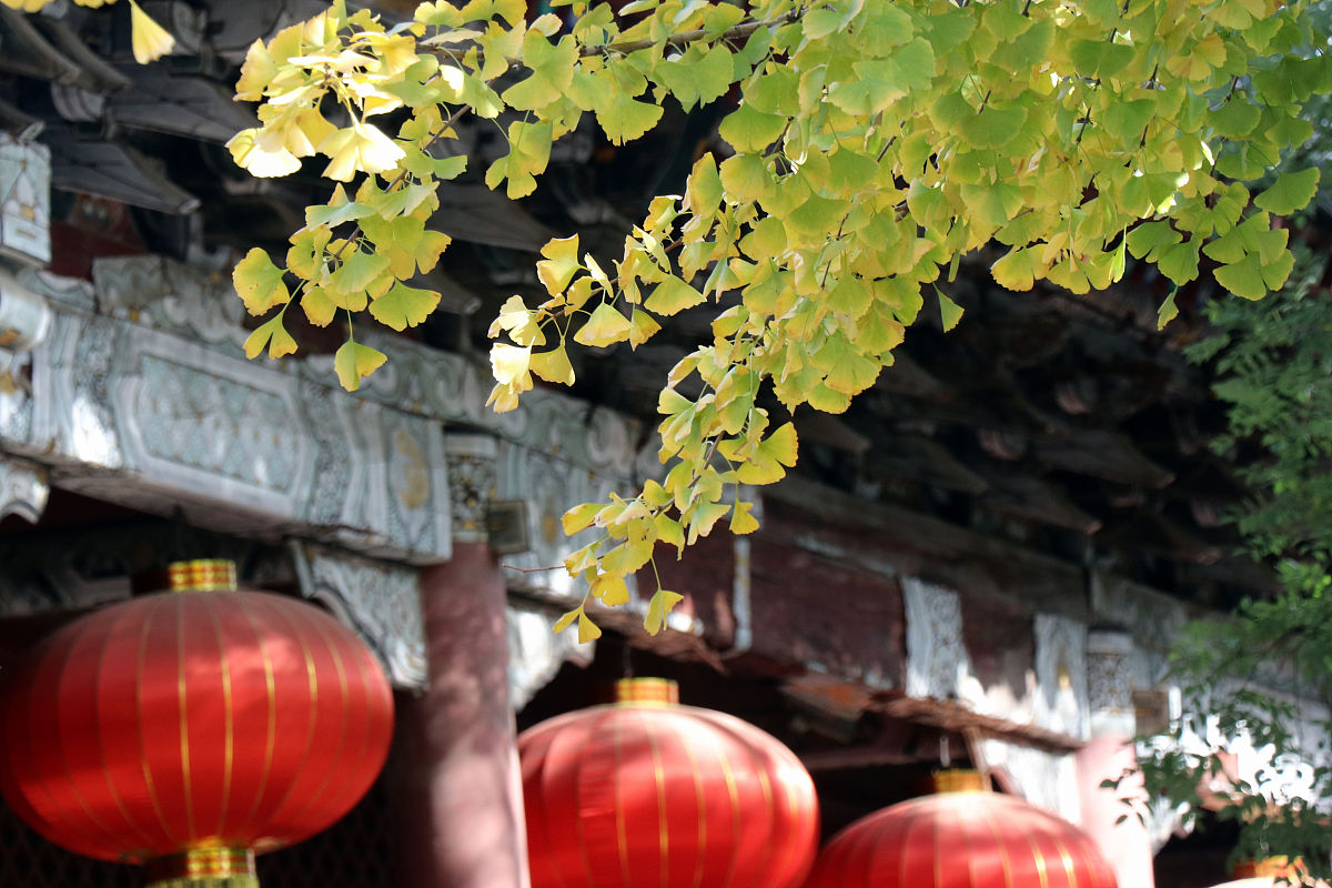 2019年11月12日,山东泰安,泰山岱庙内仿若一片金黄的童话世界,吸引了