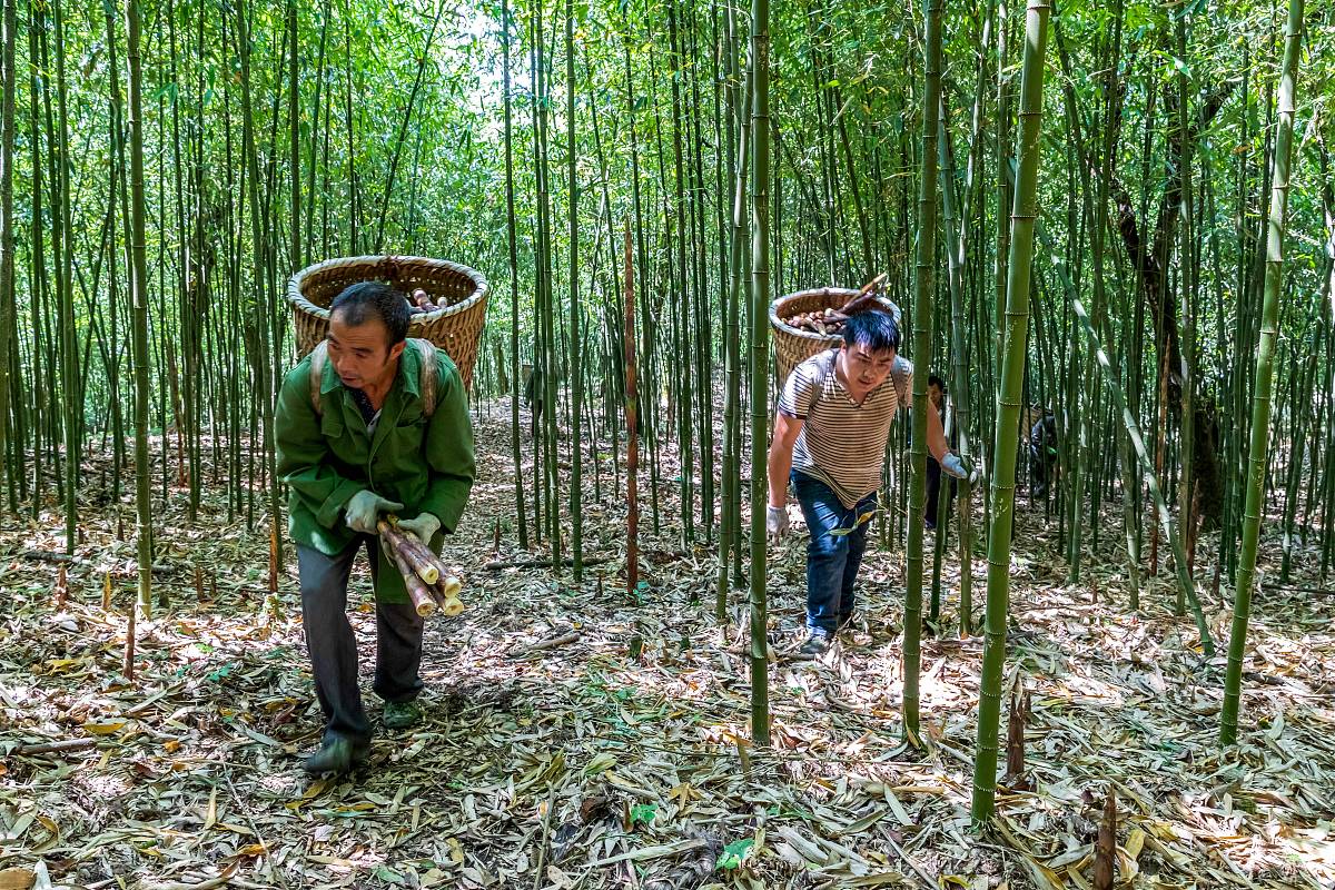第十二个问题是我眼睛痛怎么办？第十三个问题是摘茶叶有什么技巧吗？第十四个问题是挖笋有什么技巧吗？第十五个问题是我怕见人怎么办？